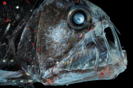 Photo Source: http://www.radiotimes.com/news/2013-04-17/-dive-destinations-10-weird-underwater-creatures